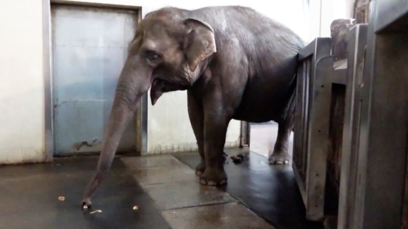 Intelligent Elephant Masters Self-Taught Banana Peeling Trick