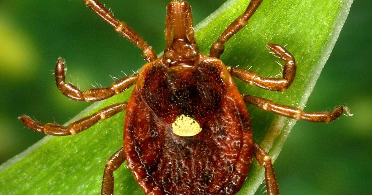 Featured image for Tick-Borne Allergy Epidemic: Neman's Story and New Disease Threats