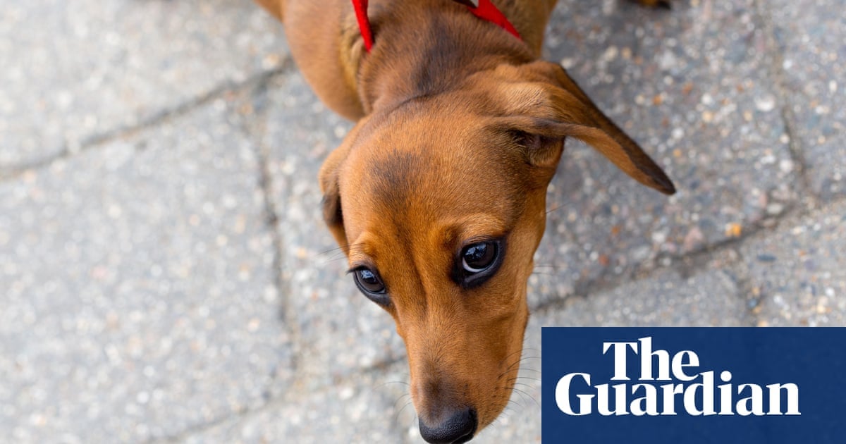 Featured image for "Long-Nosed Dog Breeds: Uncovering the Secrets to Longevity"