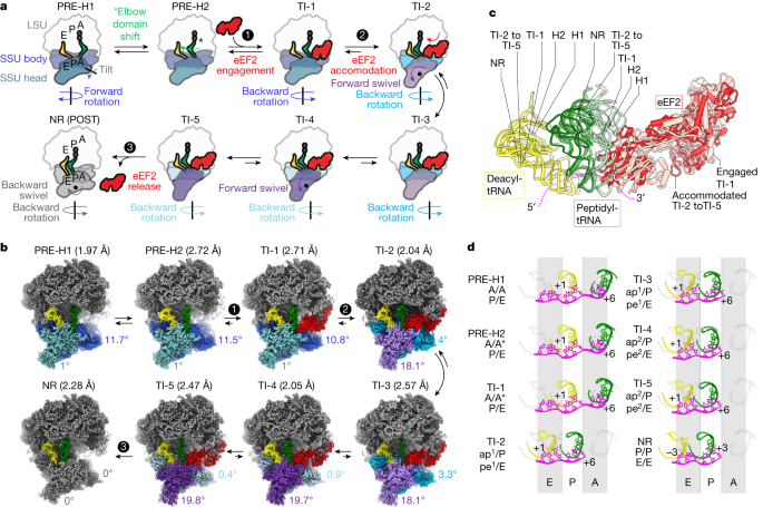 Featured image for Maintaining Accuracy in Protein Synthesis: Insights from mRNA Reading Frame Maintenance