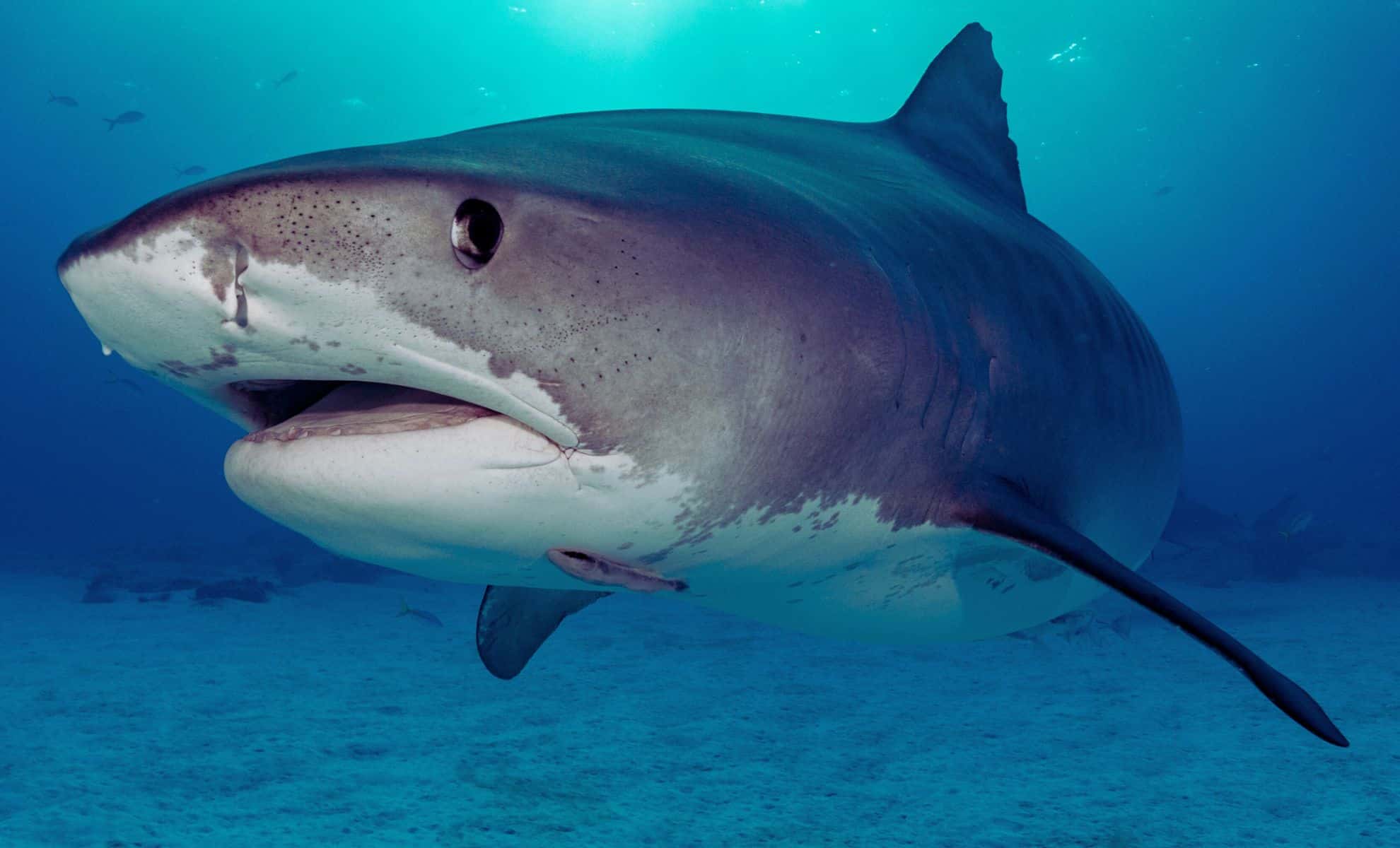 Featured image for Ocean Acidification Threatens Sharks' Teeth and Predatory Power
