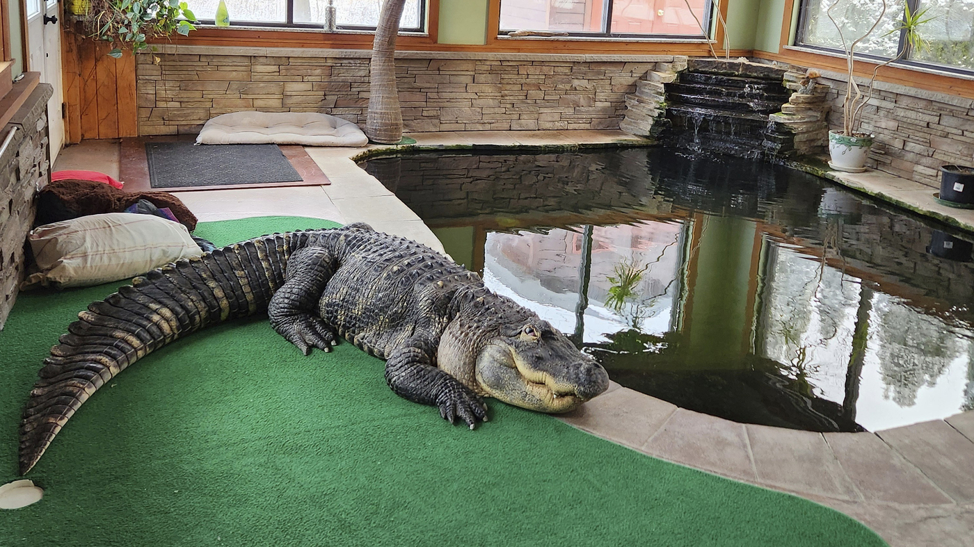 "Owner Fights for Reunion with Seized 750-Pound Alligator After 30 Years"
