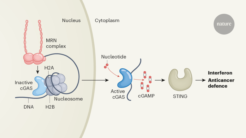 "DNA Repair Systems Unite to Unlock Key to Breast Cancer Prevention"