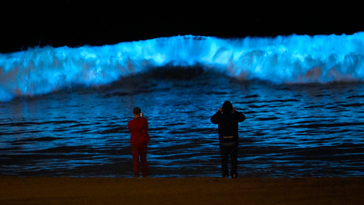 Featured image for Unraveling the Mysteries of Ocean Bioluminescence: Exploring the Summer Glow of Marine Life