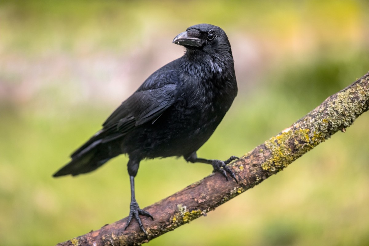 Featured image for "Clever Crows: Turning Anti-Bird Spikes into Nests"