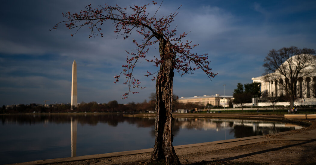 Featured image for "Washington D.C. to Remove Over 150 Iconic Cherry Trees for Tidal Basin Repair Project"