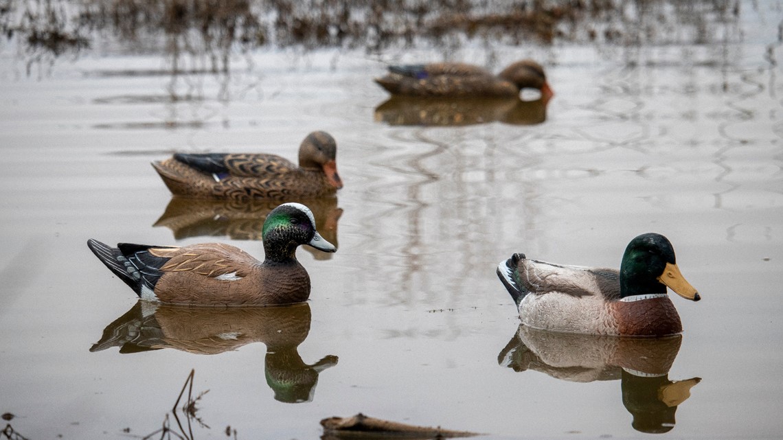 Featured image for Bird Flu Outbreak Hits Midwest, Affecting Waterfowl Populations