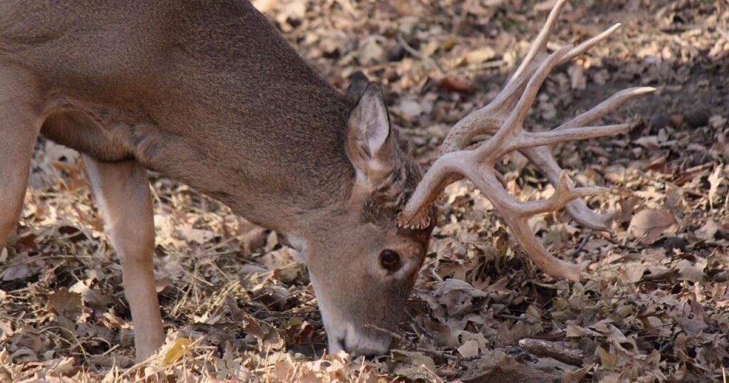 Featured image for CWD Outbreak: Deer Farm in Rock County Under Quarantine