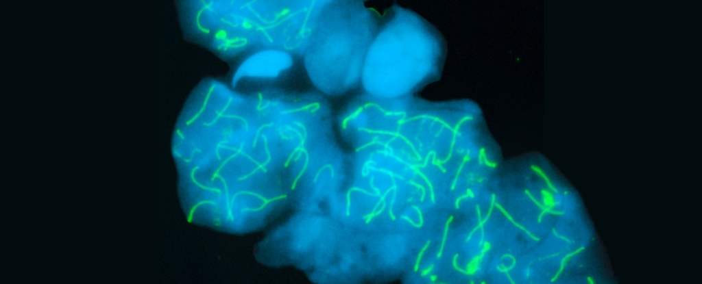 Featured image for Record-Breaking Creature Boasts the Highest Chromosome Count in the Animal Kingdom