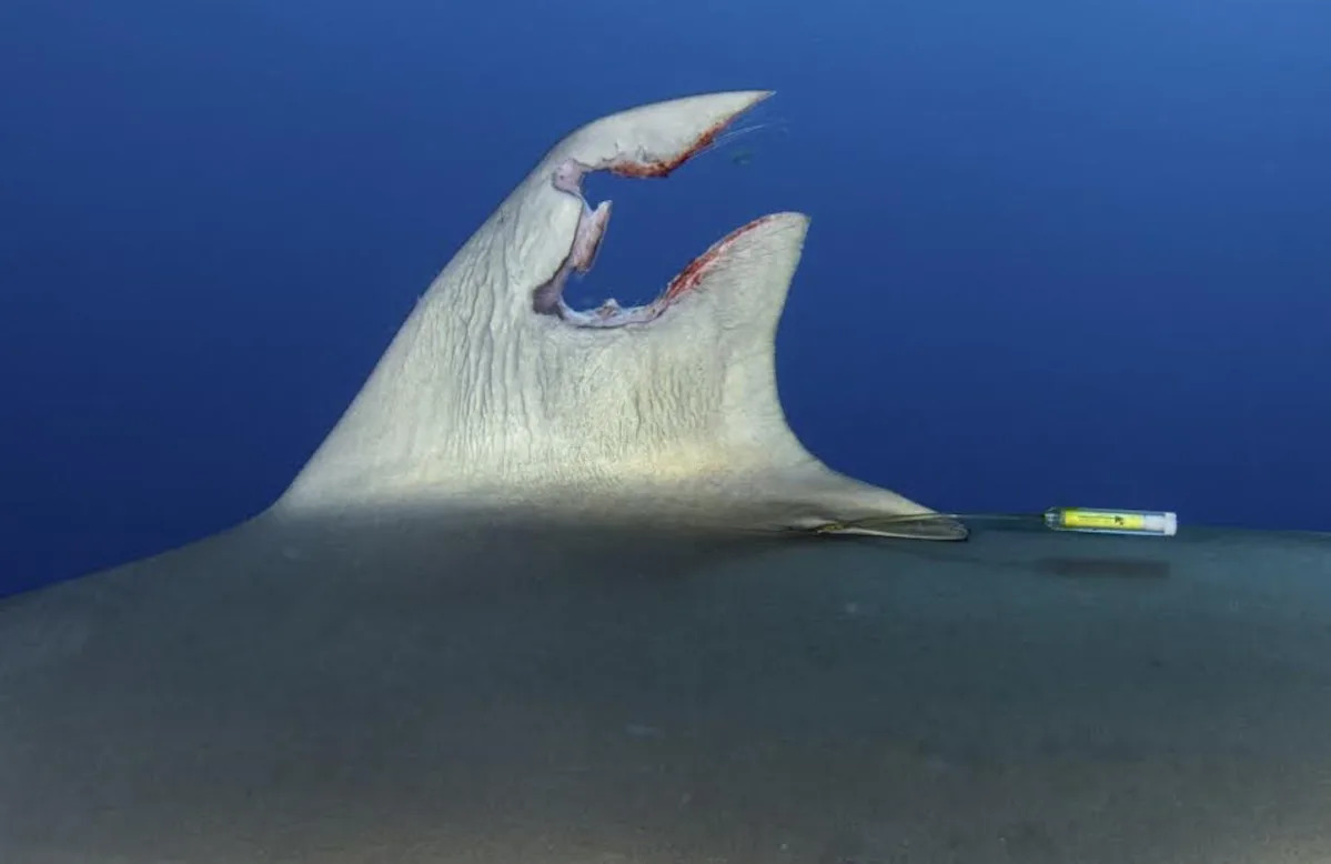 Featured image for "Unintended Discovery: Silky Sharks' Astonishing Fin Regeneration"