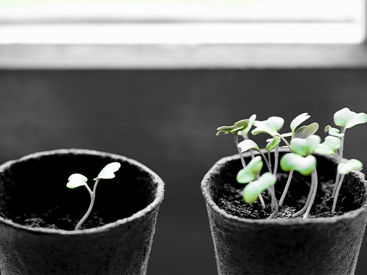 "Broccoli Sprouts: The Gut-Boosting Power of Microgreens"
