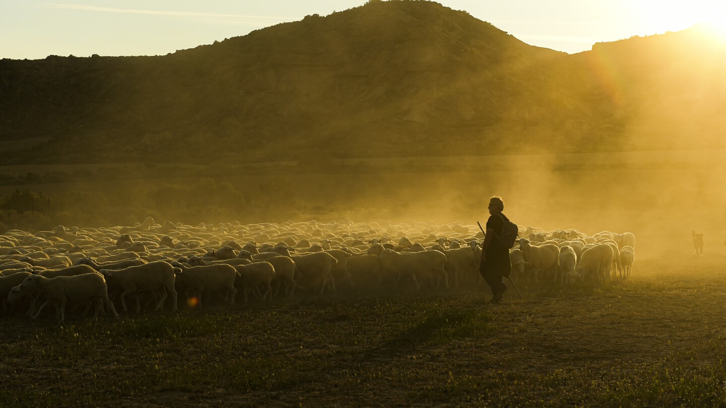 Featured image for "Captivating Images: Shepherd Preserves Ancient Tradition of Guiding Sheep in Northern Spain"