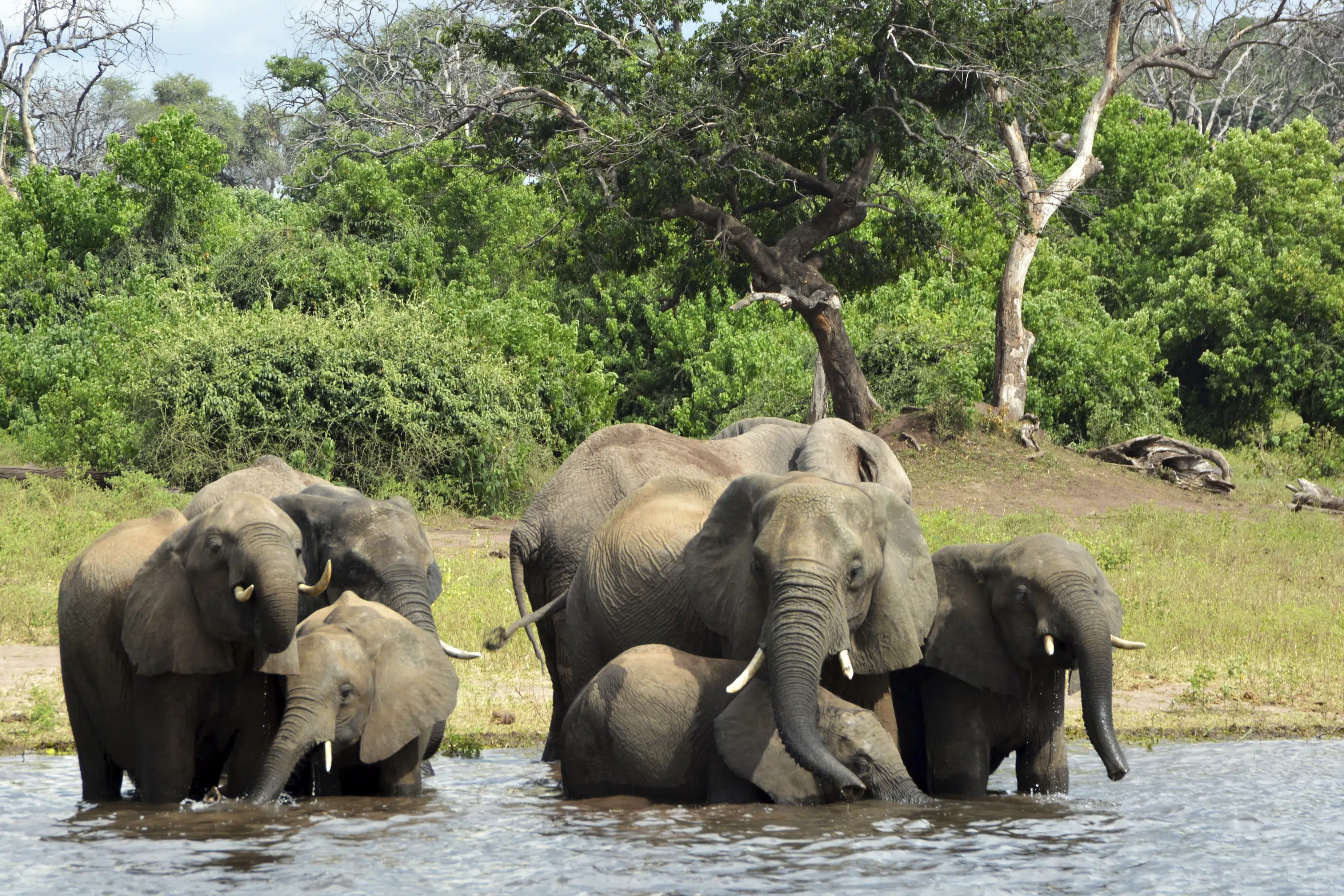 Oil drilling in Okavango threatens local communities and wildlife.