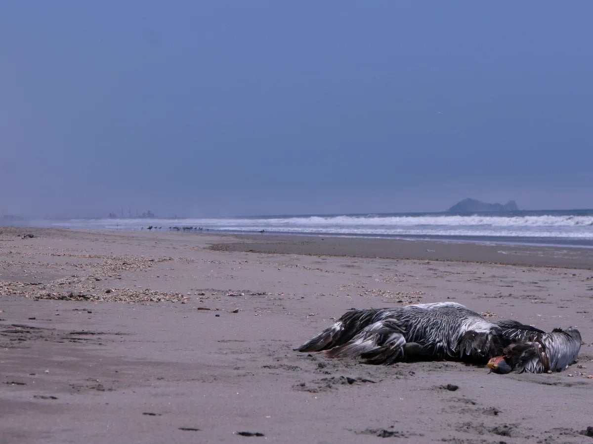 Featured image for The Devastating Impact of the Bird Flu Outbreak in the US.