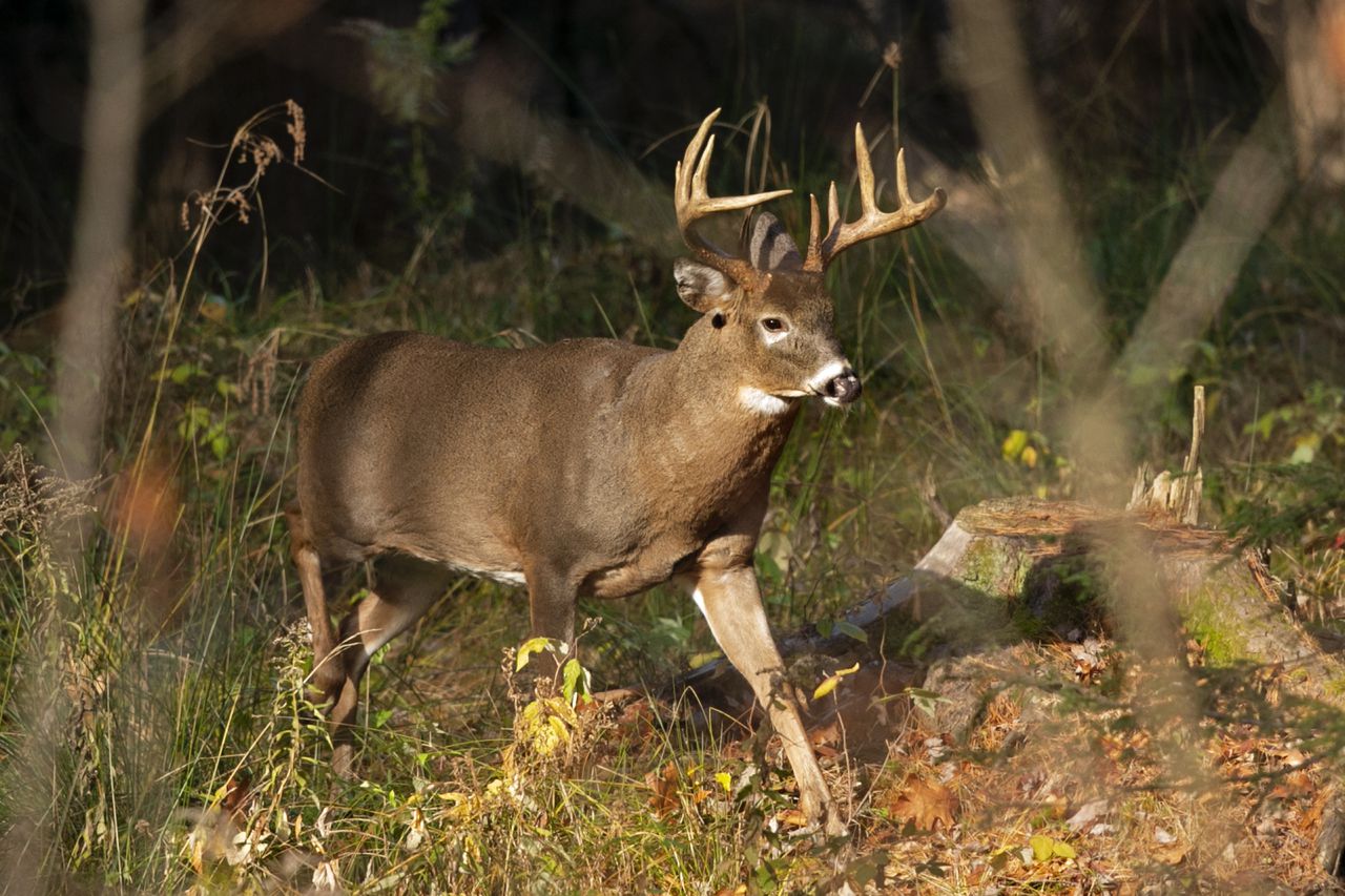 Featured image for "Pa. Game Commission Fines Duo $7k for Illegal Deer Shooting from Car"