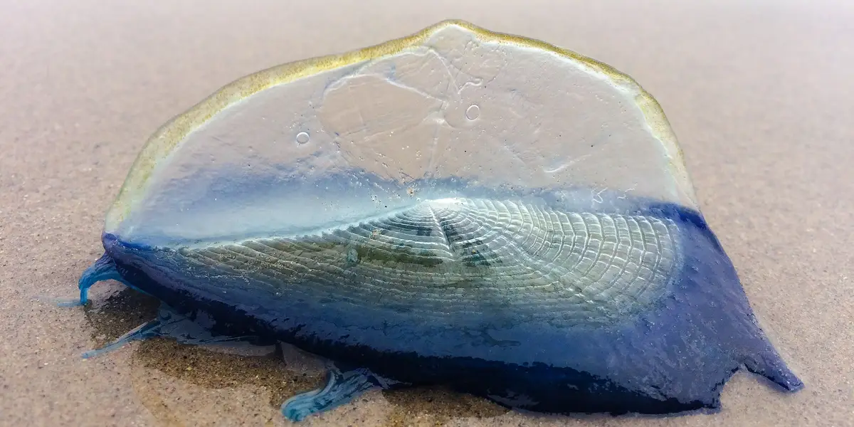 Mysterious jellyfish-like creatures wash up on California beaches.