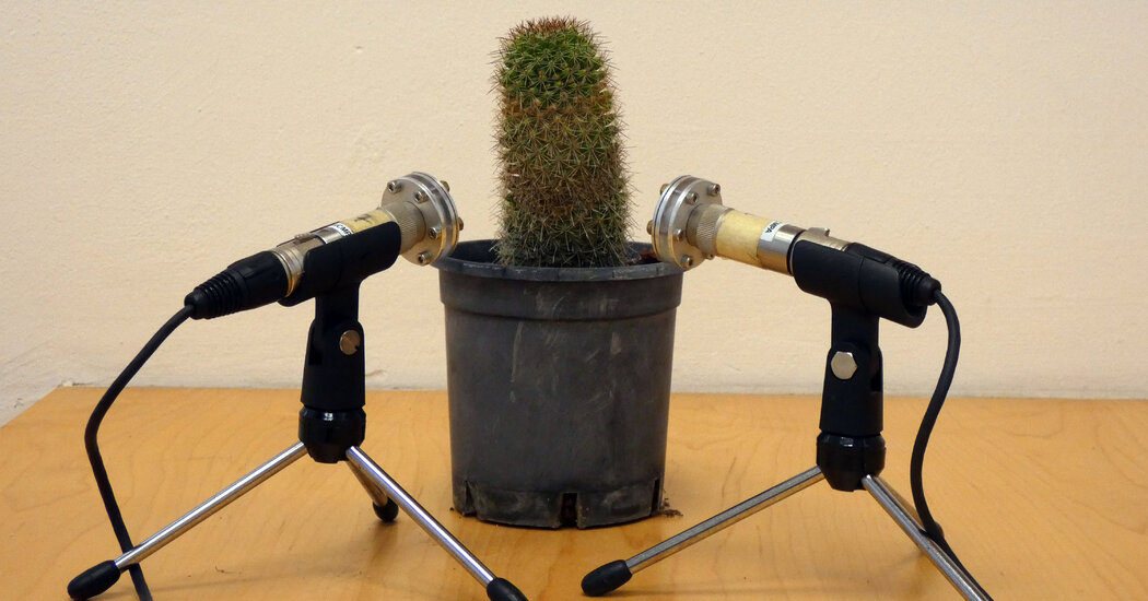Featured image for The Secret Sounds of Stressed Plants