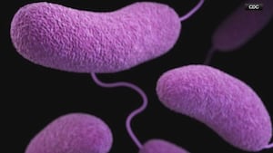 Featured image for Health Officials Alert on Increasing Flesh-Eating Bacterial Infections in Central Florida