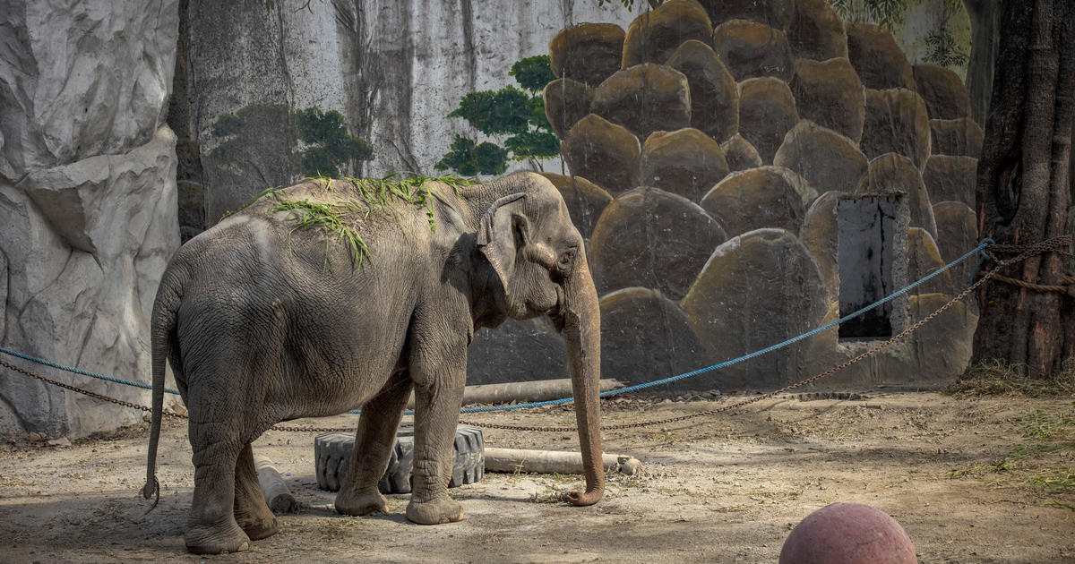 Tragic End for Mali, the World's Saddest Elephant