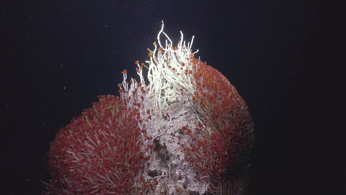 Unveiling the Mysterious Deep-Sea World Beneath the Seafloor