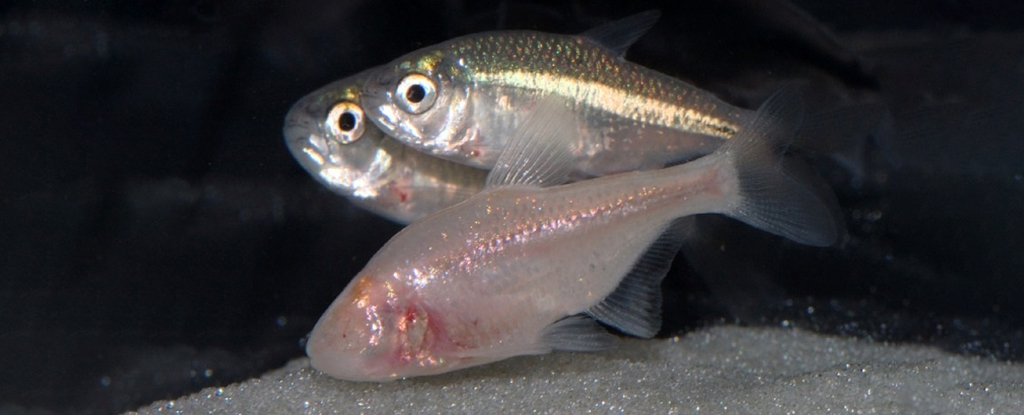 The Astonishing Ability of a Blind Fish to Sense Light in Darkness