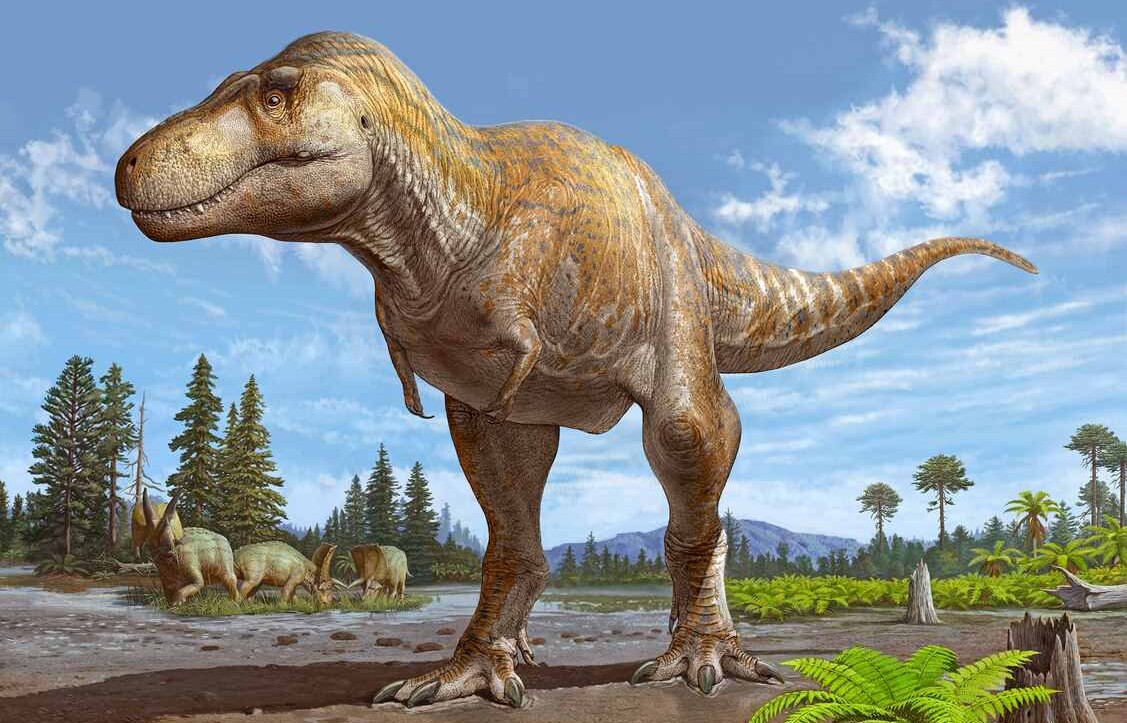 Featured image for "Newly Identified Tyrannosaurus Species Unearthed in New Mexico"