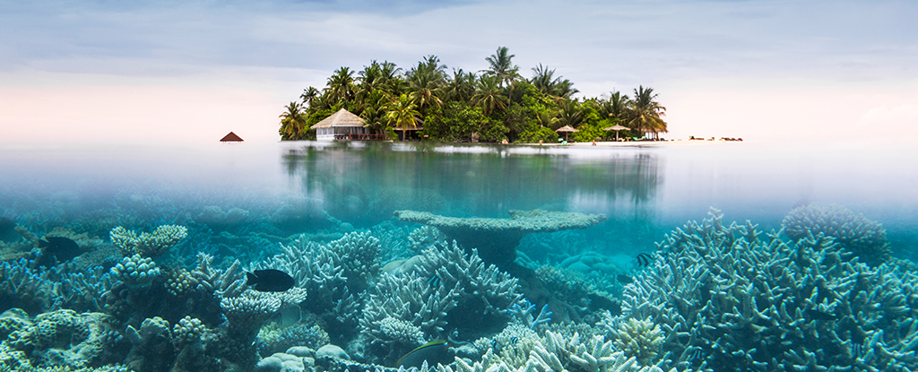 "Unveiling Earth's Vast and Cryptic Coral Reefs Through Satellite Analysis"