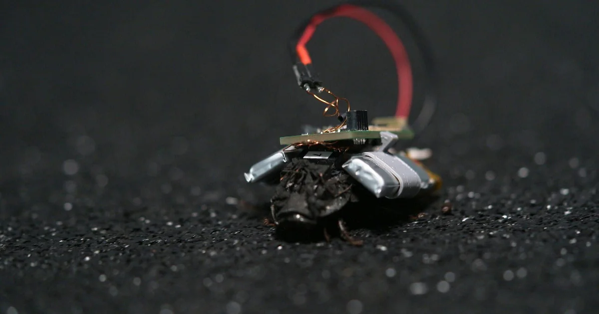 Featured image for Backpack-equipped Cockroaches Could Revolutionize Spy and Rescue Missions