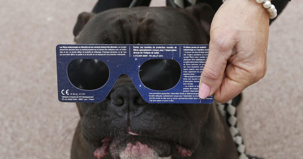 Featured image for "Veterinarians' Pet Safety Tips for the 2024 Solar Eclipse"