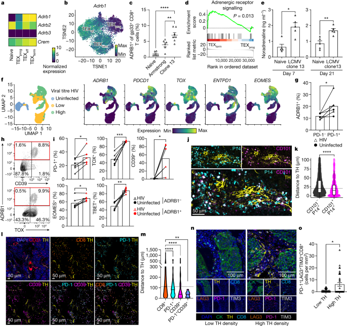 Featured image for The Role of Sympathetic Nerves in T Cell Exhaustion and Suppression