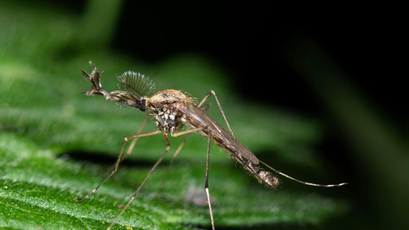 Featured image for First Mosquitoes Detected in Iceland Amid Climate Warming