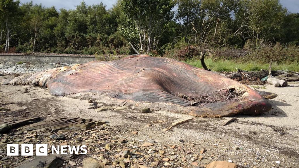 Featured image for Whale Carcass Left to Decompose on Fife Beach for Nine Months