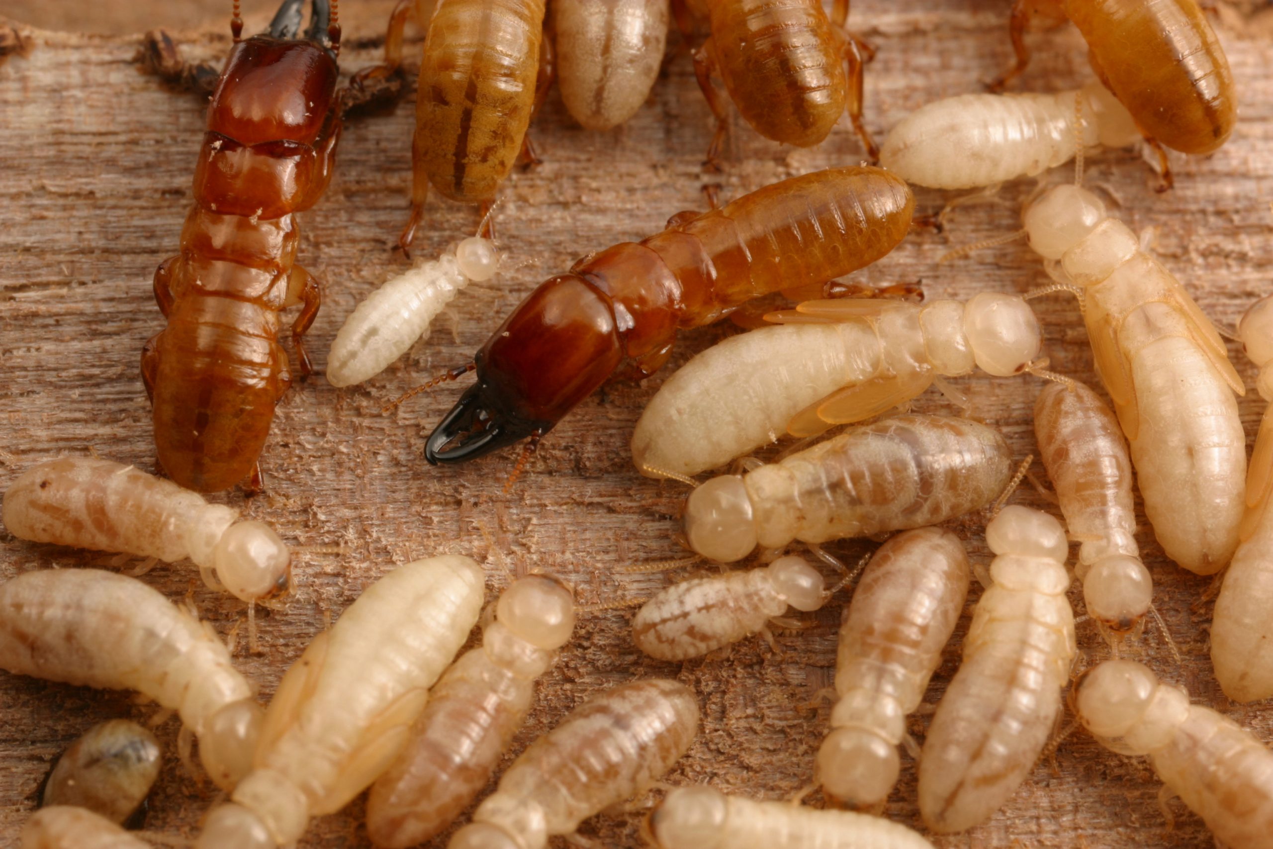 Featured image for "Scientists Develop Eco-Friendly Method with 95% Success Rate to Eliminate Termites"