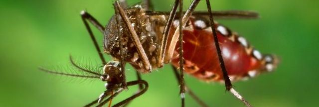 Puerto Rico Declares Public Health Emergency Due to Rising Dengue Cases