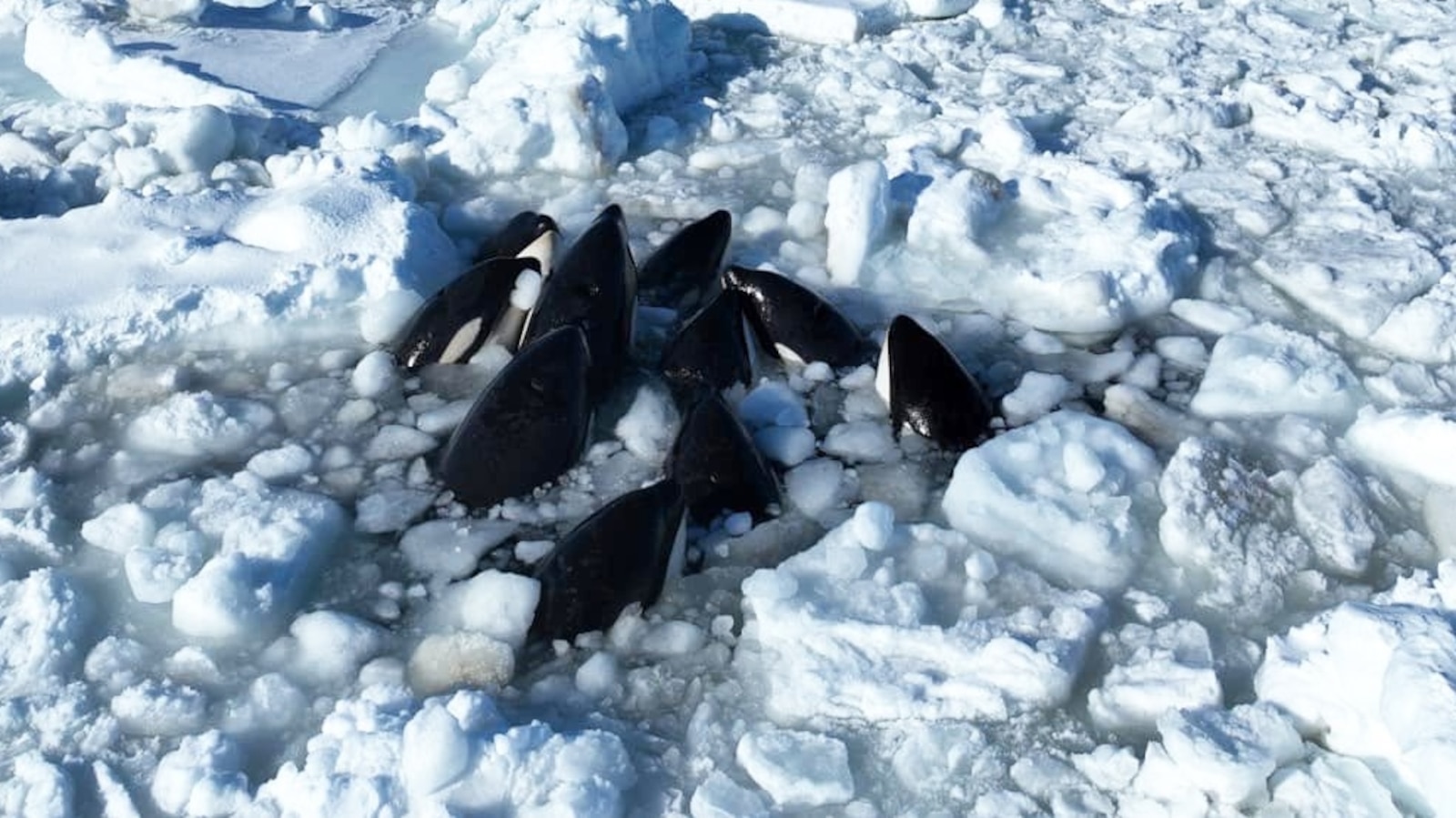 "Killer Whales Trapped in Sea Ice off Japan's Coast"