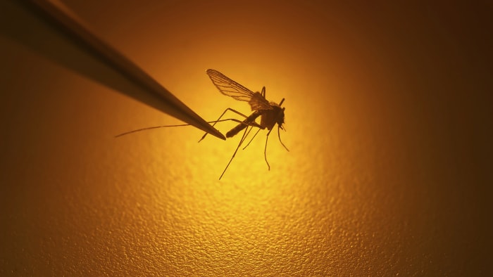 Mosquito-borne virus strikes Metro Detroit residents