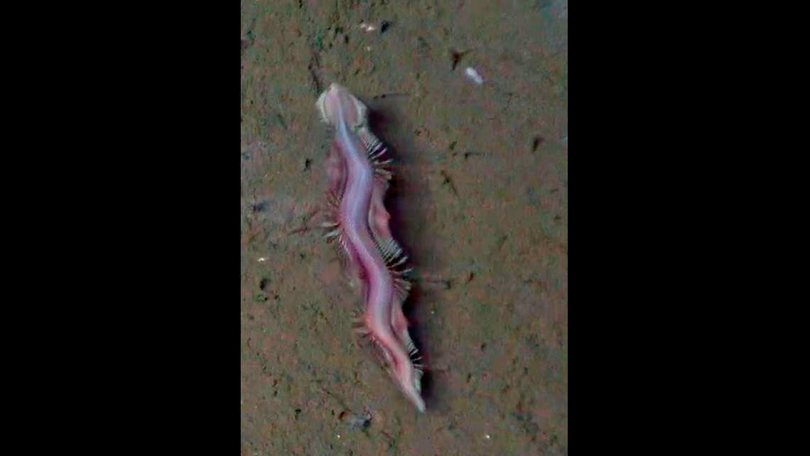 "Scientists Capture Never-Before-Seen 'Living Magic Carpet' Worm in Deep Sea"