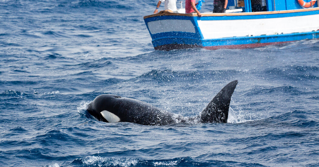 Featured image for Orcas Continue to Pose Threat to Sailors, Sinking Boats in Europe and Morocco