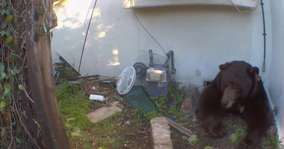 Featured image for Persistent Black Bear Under Altadena Home Stalls Removal Efforts