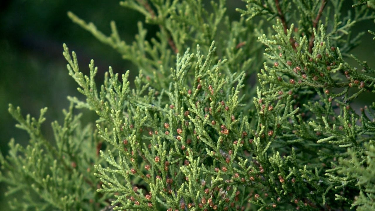 The Surprising Benefits and Miseries of Cedar Fever Season in Texas