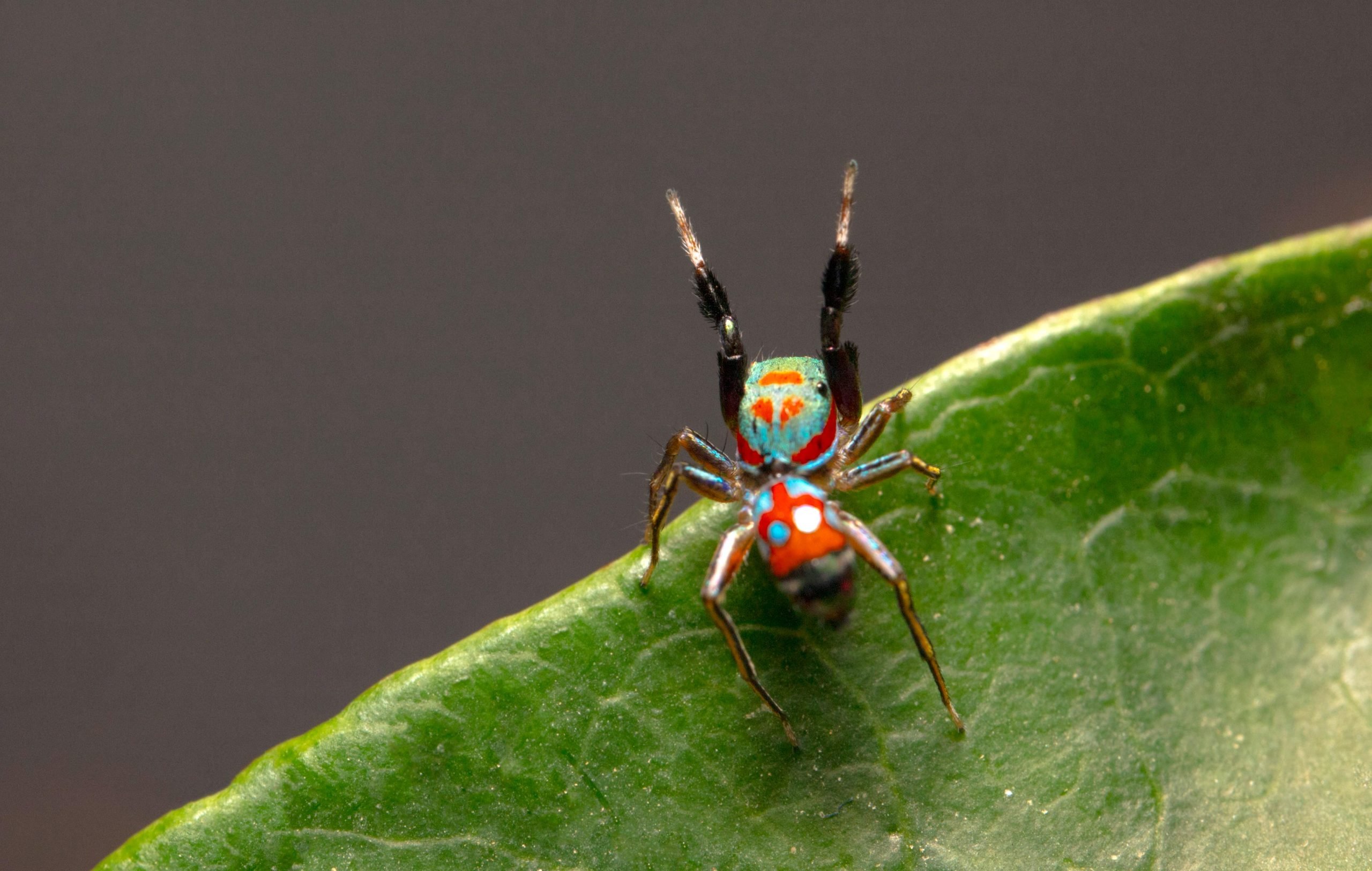 The Survival Strategy of Ant-Impersonating Spiders.