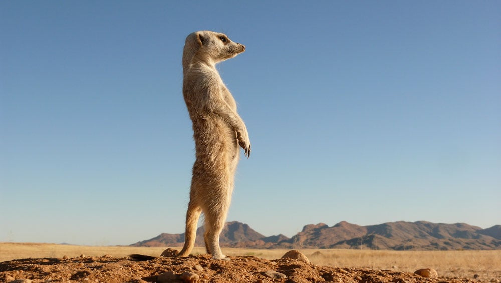 Featured image for "Market Awaits CPI Data: Stocks Stagnant, Tesla Up, Nvidia Down"