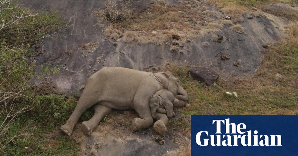 Featured image for "Rescued Elephant Calf's Joyful Reunion and Nap with Mother Captivates the Internet"