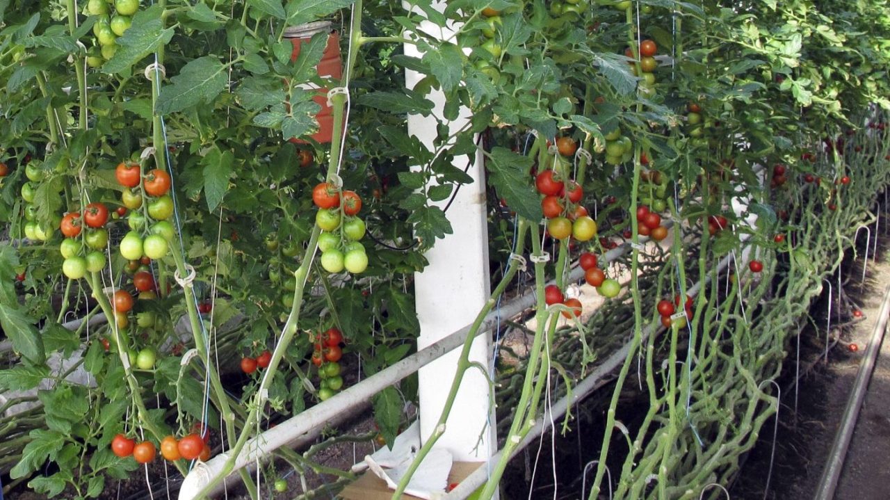 The Secret Sounds of Stressed Plants