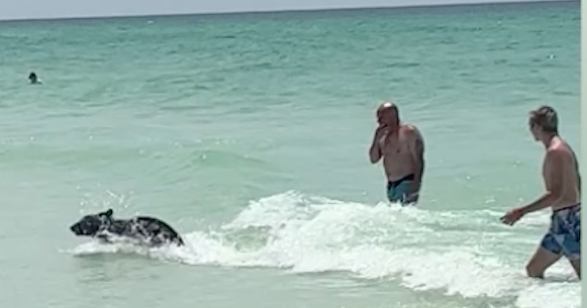 Unusual Black Bear Sightings in Florida's Urban and Coastal Areas