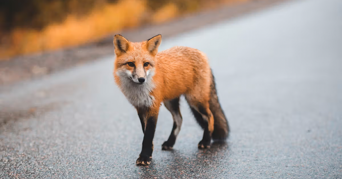 Featured image for Multiple Rabies Incidents in Wake County Prompt Pet Vaccination Alerts