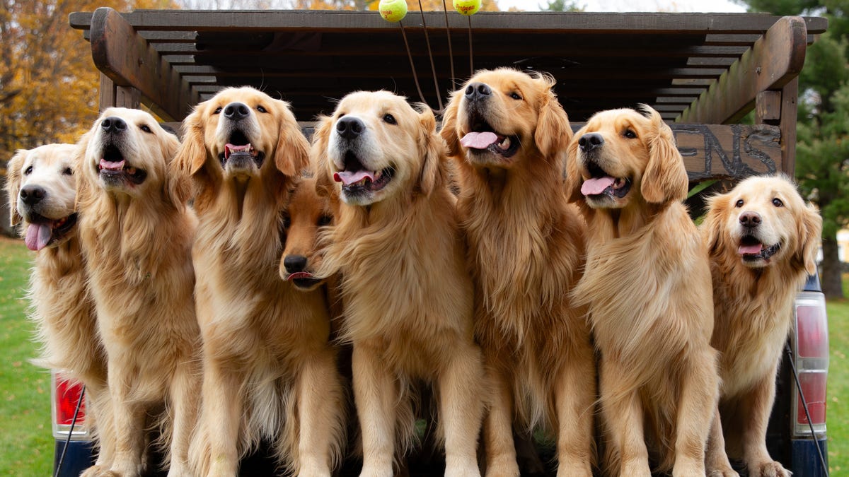 Featured image for "Experience Pure Bliss: Cuddle a Dozen Golden Retrievers in Doggy Paradise at This Farm"