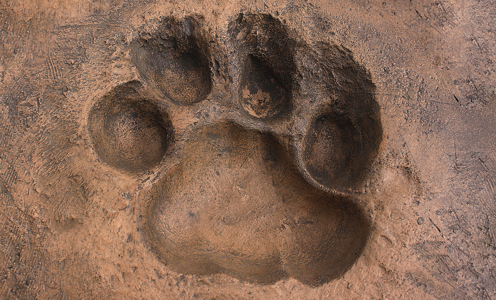 Featured image for Ancient Saber-Toothed Predator Tracks Discovered in Volcanic Ash