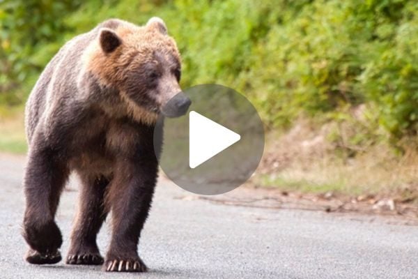 Featured image for Hiker's Close Encounter with Protective Grizzly Mama Bear