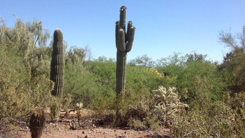 Featured image for "Arizona's Extreme Heat Claims Lives of Saguaro Cacti"